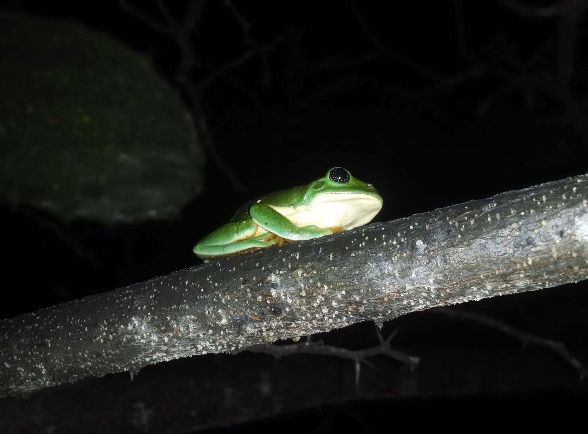 Image of Mexican leaf frog