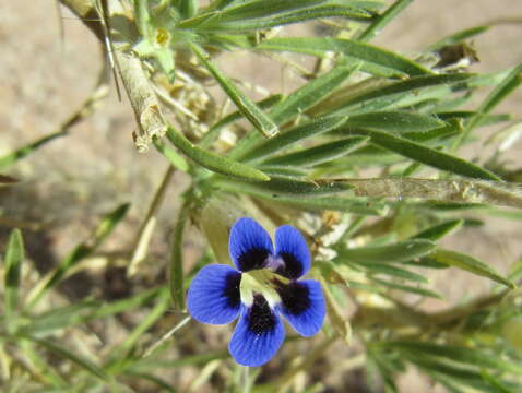 Image of Aptosimum arenarium Engl.