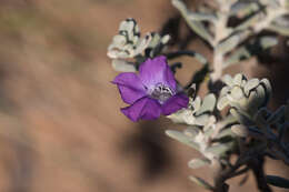 Image of Eremophila cordatisepala L. S. Smith