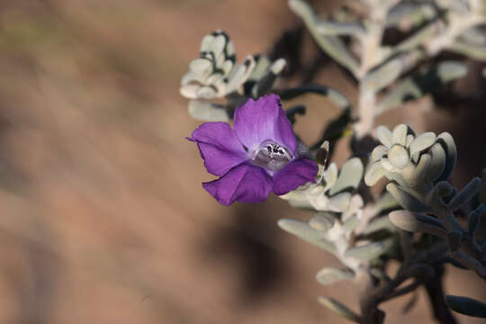 Imagem de Eremophila cordatisepala L. S. Smith