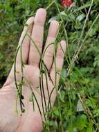 Image of Wand Jaboncillo