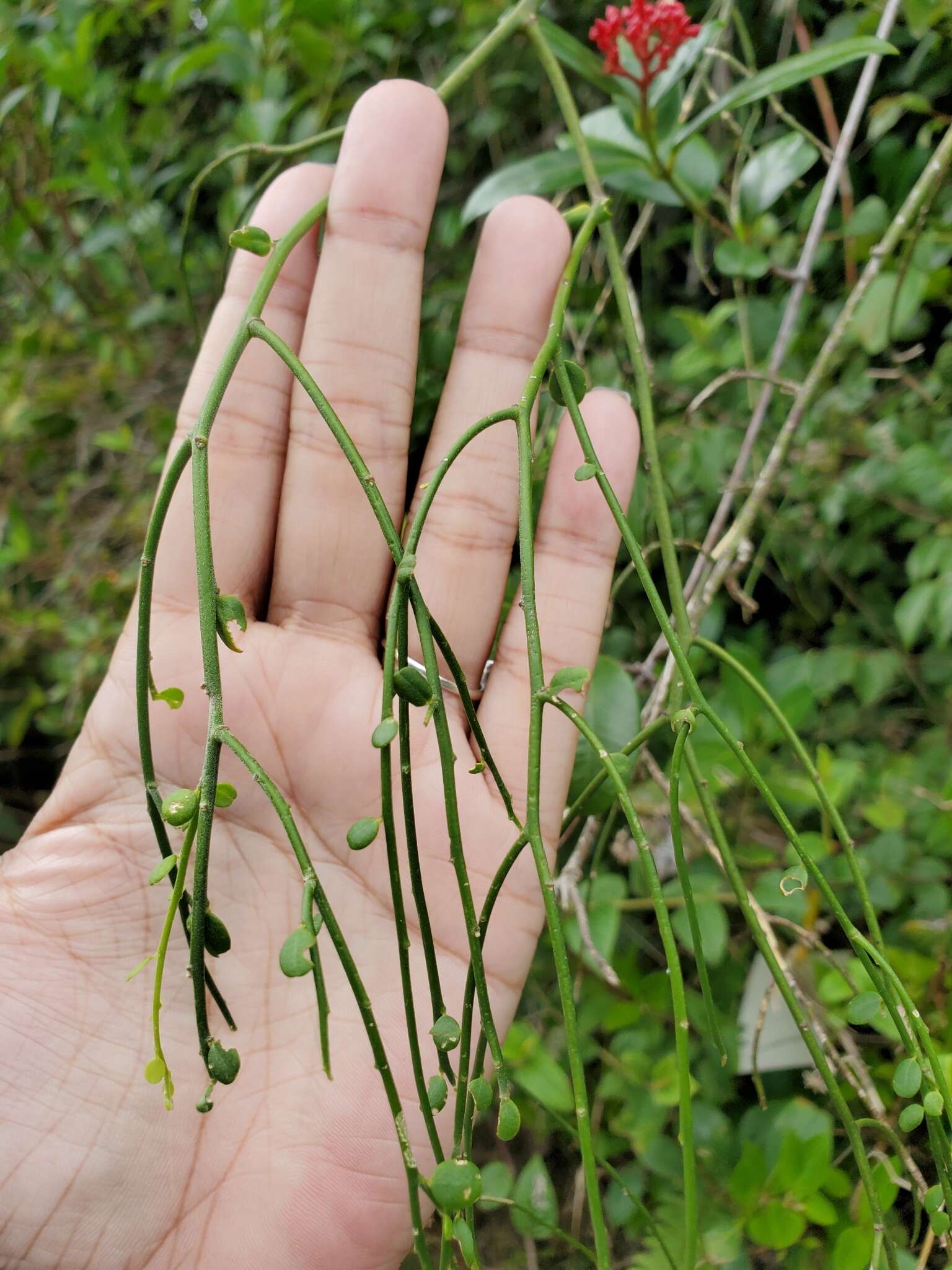Image of Wand Jaboncillo