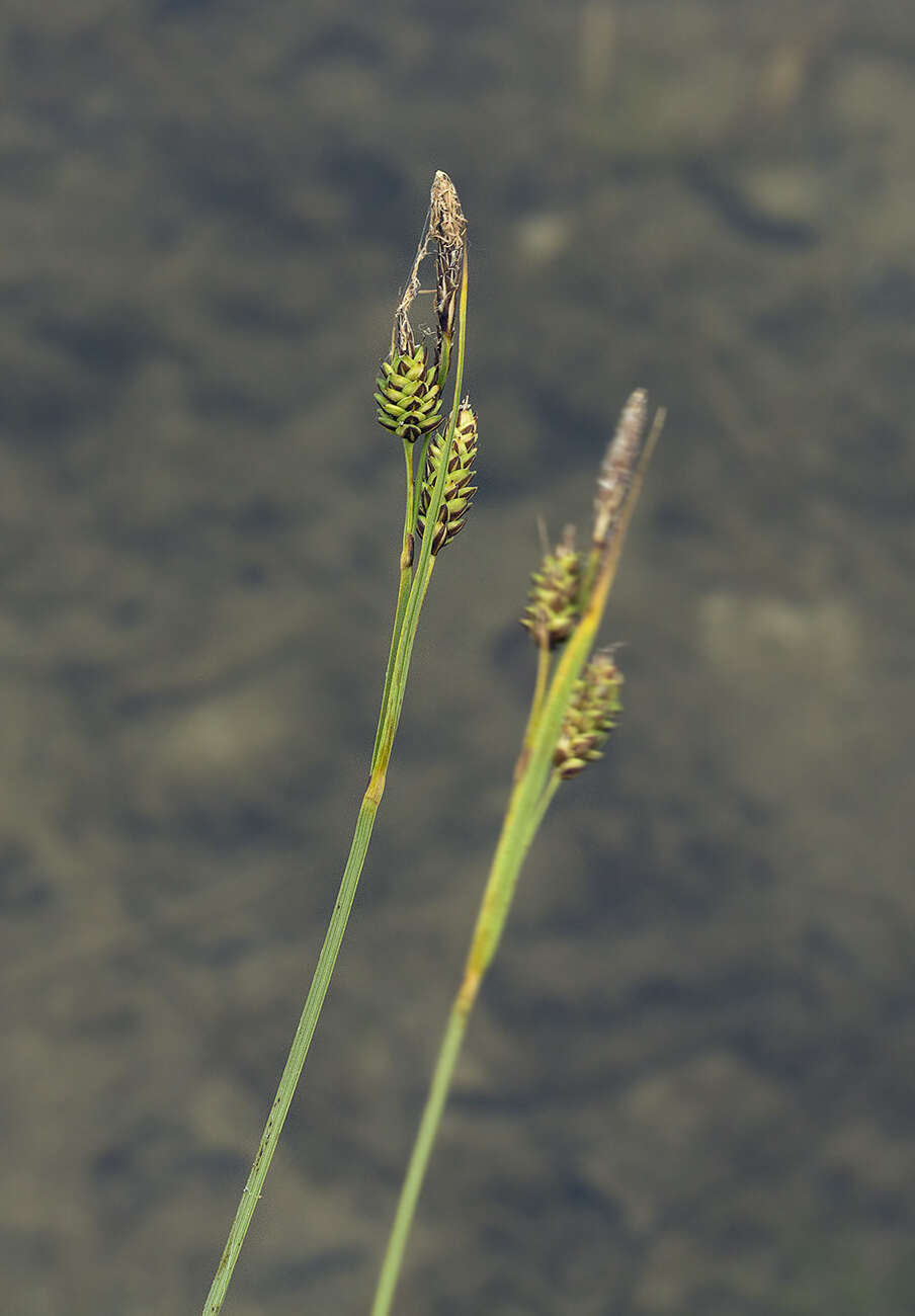 Carex appendiculata (Trautv. & C. A. Mey.) Kük. resmi