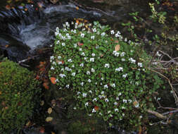 Image of Viola lyallii Hook. fil.