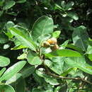 Image of native cashew