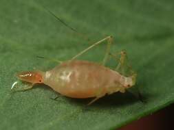 Image of pea aphid