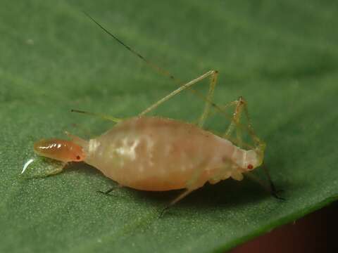 Image of pea aphid