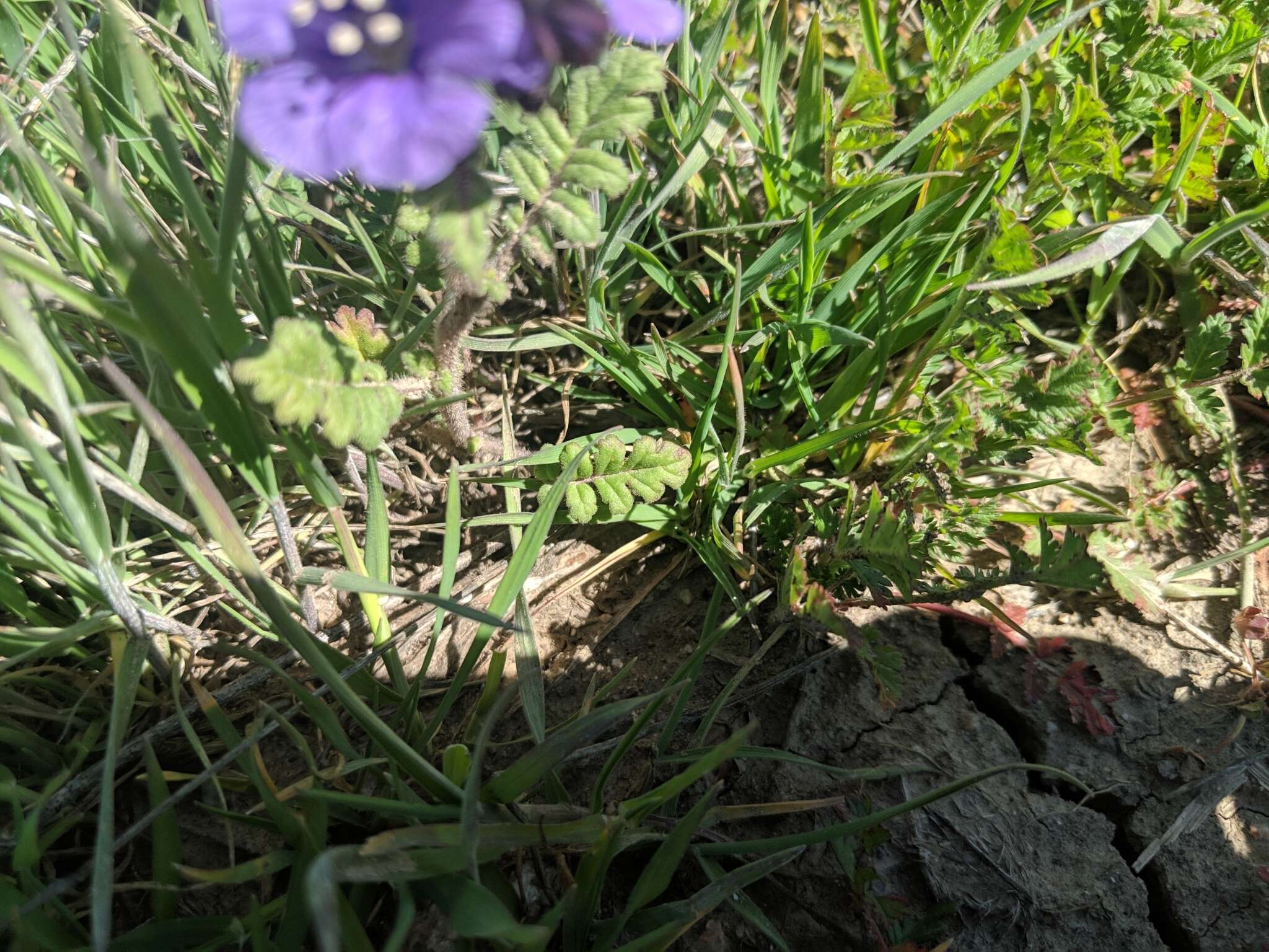 Phacelia ciliata Benth.的圖片