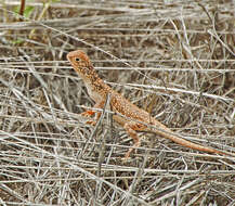 صورة Ctenophorus nuchalis (De Vis 1884)