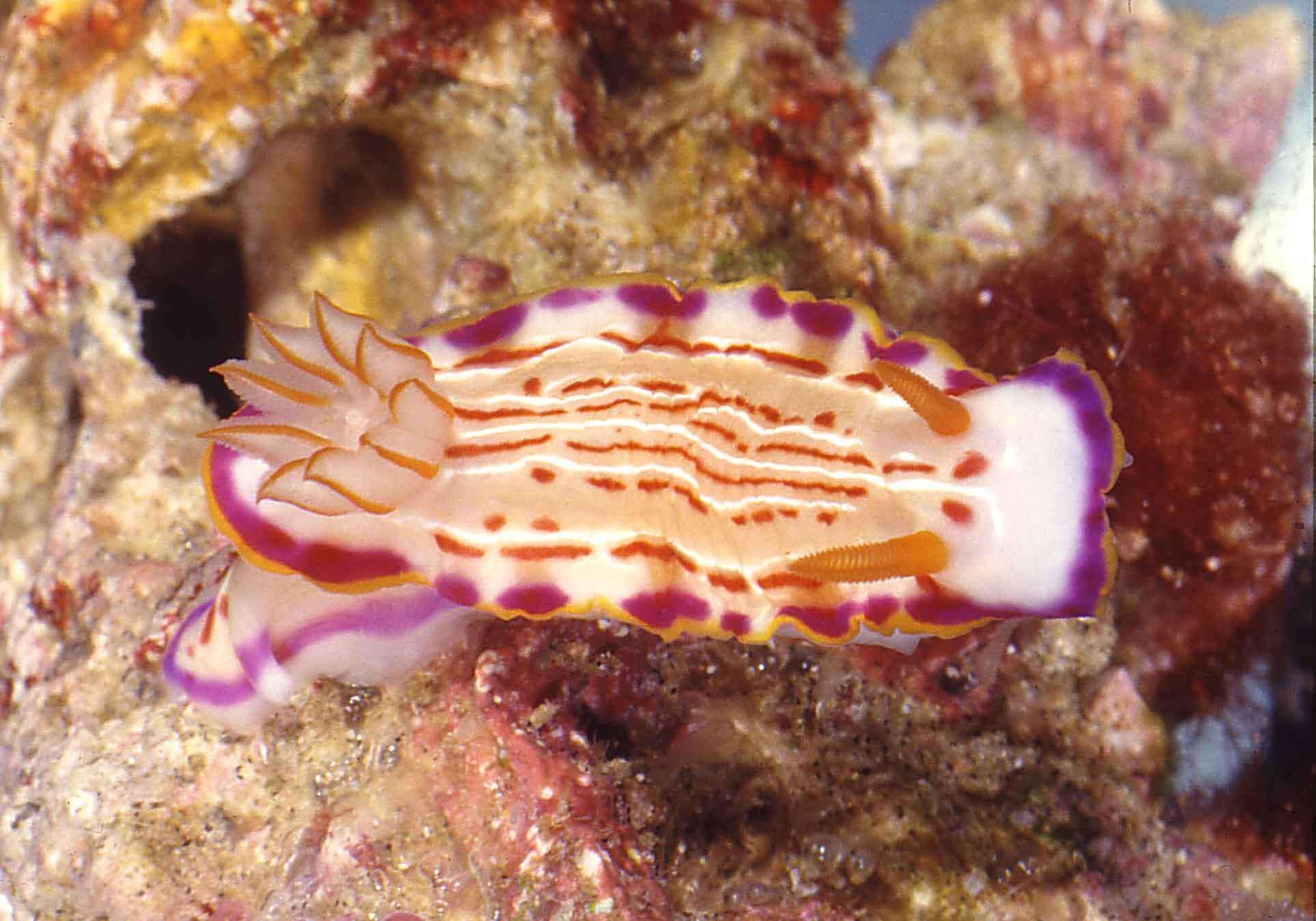 Image of Hypselodoris fucata Gosliner & R. F. Johnson 1999