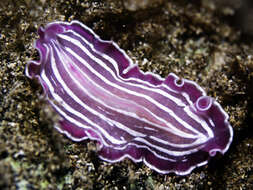 Image of pink flatworm