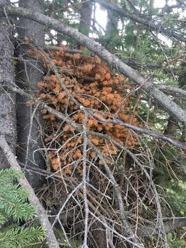 Image de Chrysomyxa arctostaphyli Dietel 1894