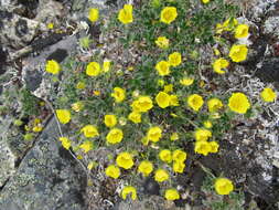 Imagem de Potentilla subvahliana B. A. Jurtzev