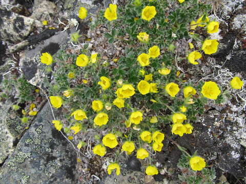 Image de Potentilla subvahliana B. A. Jurtzev