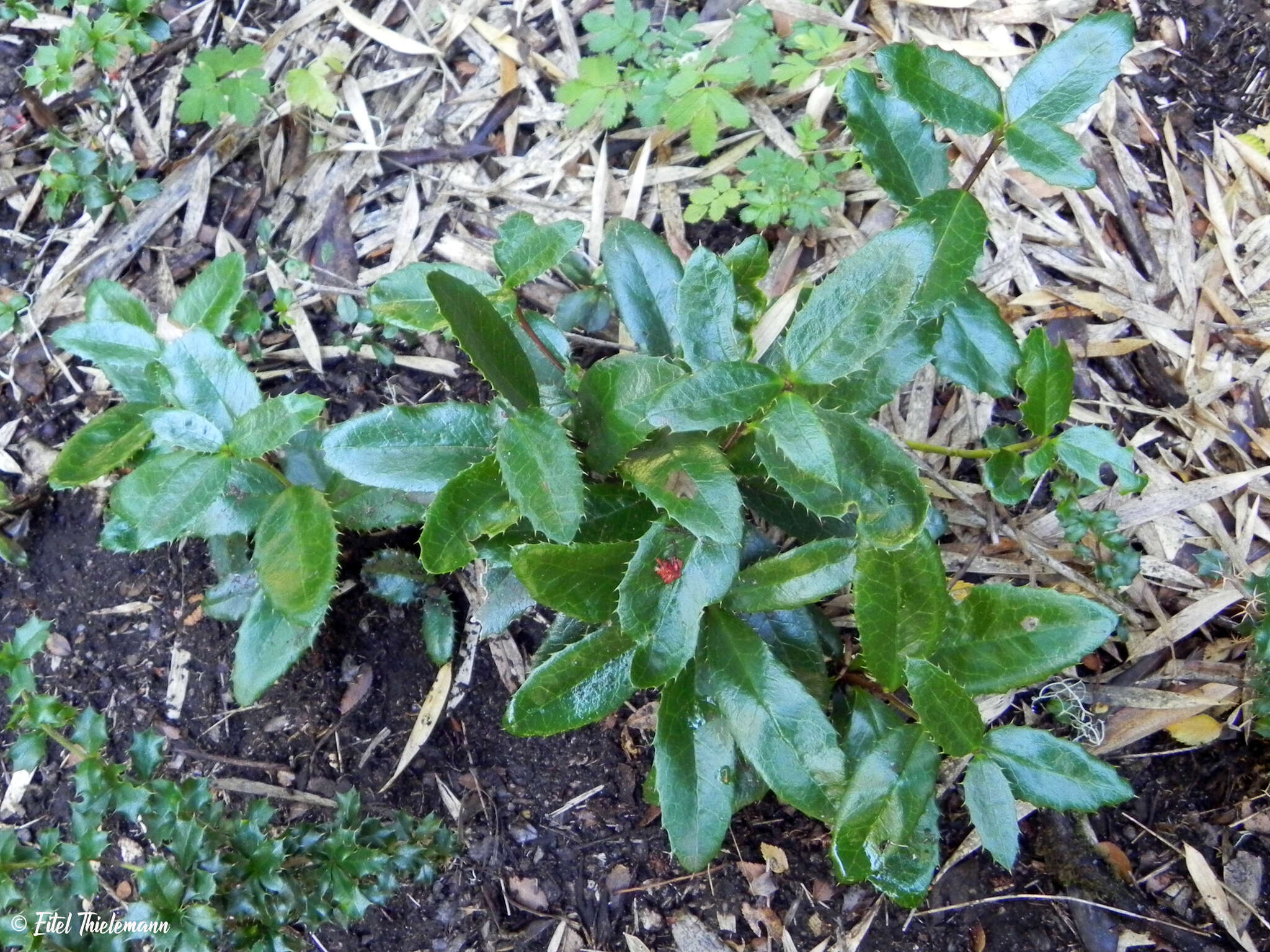 Image of Berberis pseudoilicifolia Skottsb.