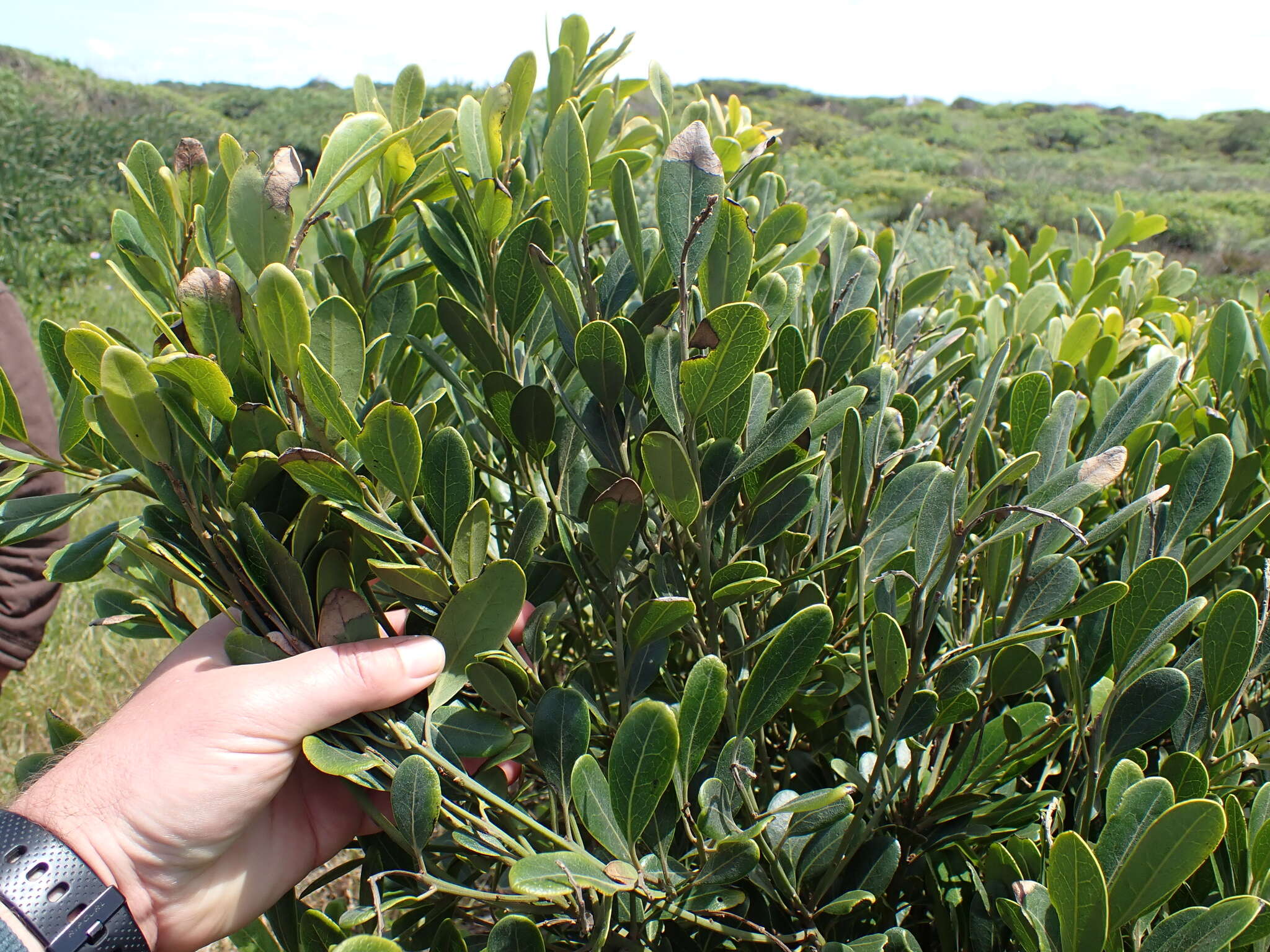 Sivun Euclea natalensis subsp. obovata F. White kuva