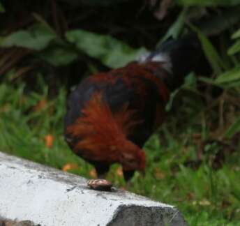 Image of Red Junglefowl