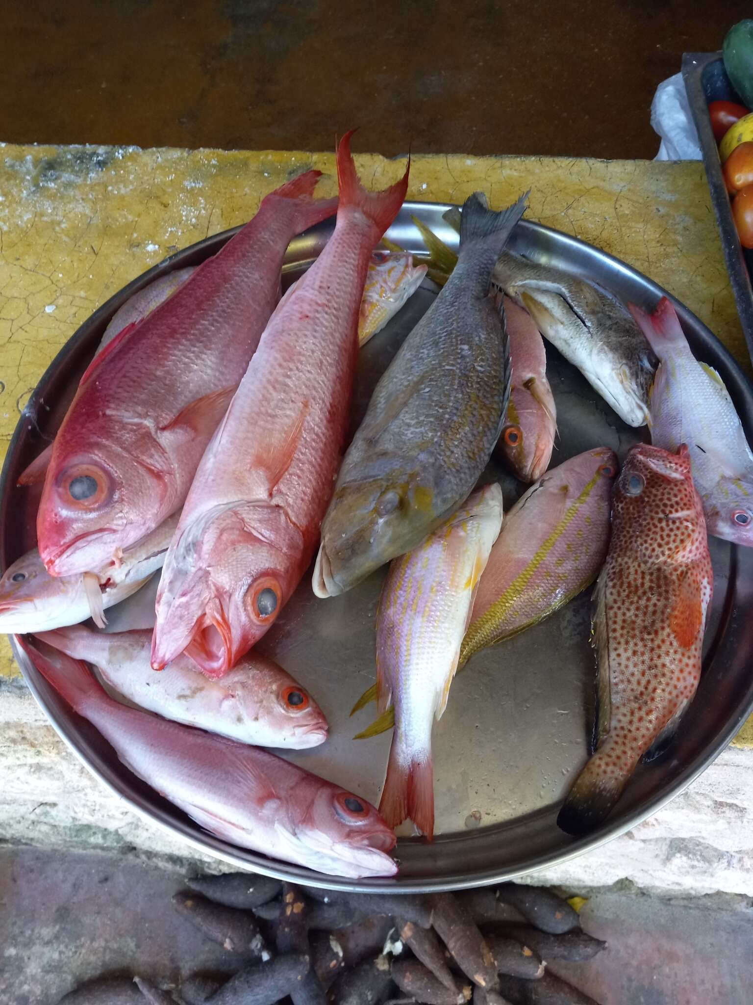 Image of Blear-eyed Snapper