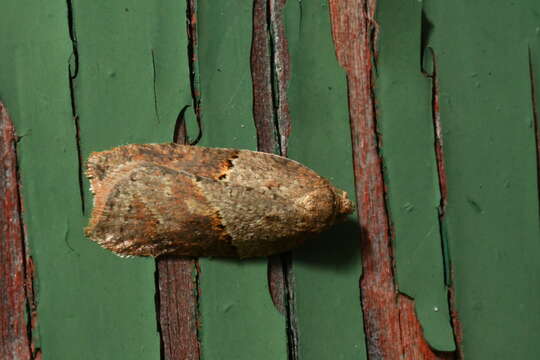 Image of Acleris maccana Treitschke 1835