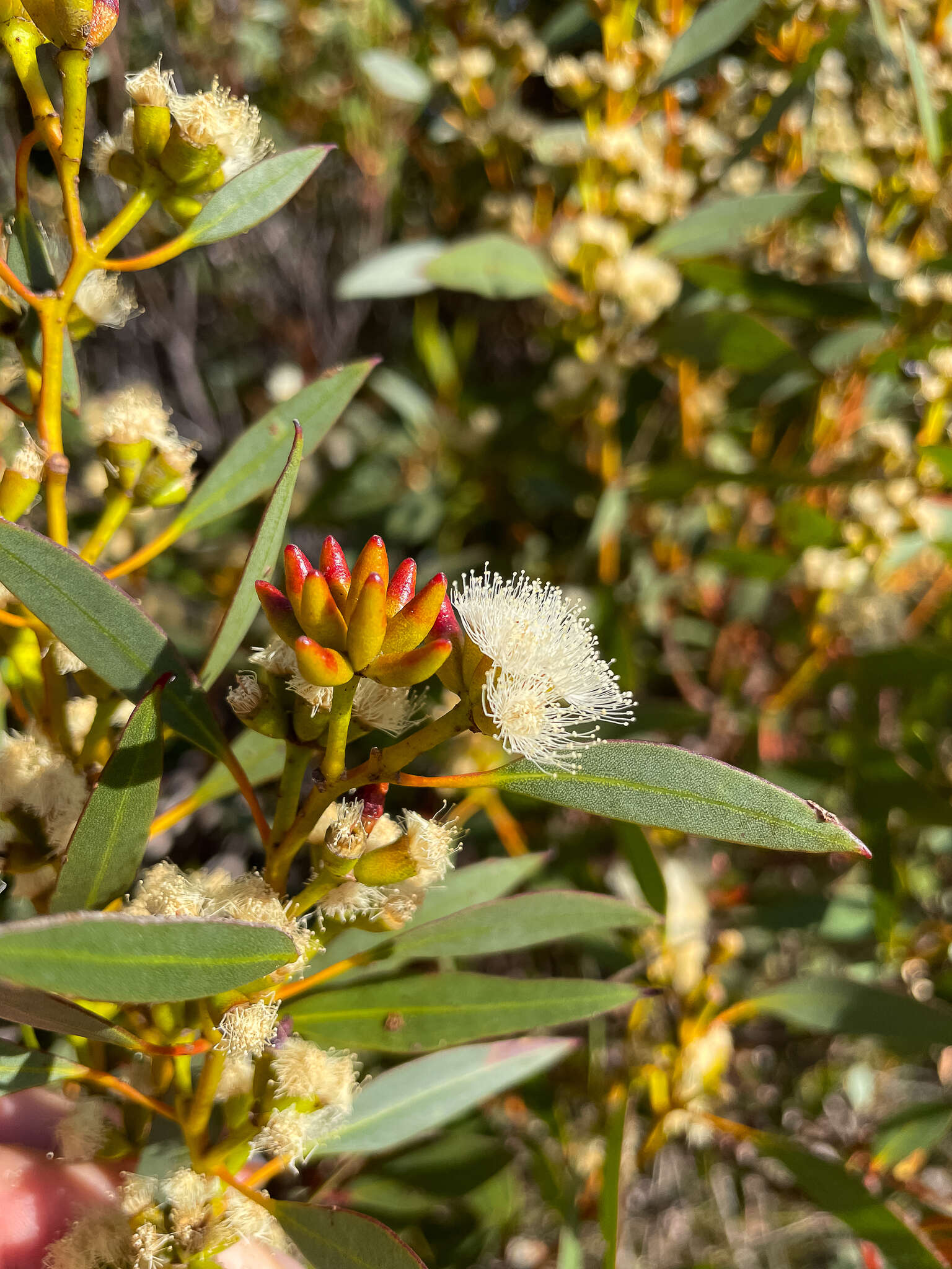 Image of <i>Eucalyptus <i>uncinata</i></i> subsp. uncinata