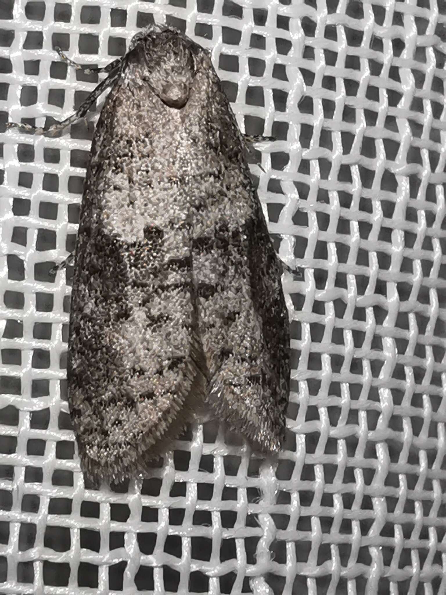 Image of Penestoglossa dardoinella Milliére 1865