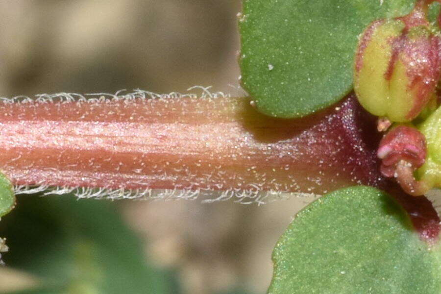 Image of Euphorbia leucantha (Klotzsch & Garcke) Boiss.