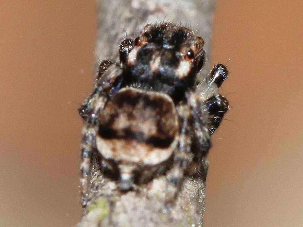 Image of Maratus volans (O. Pickard-Cambridge 1874)