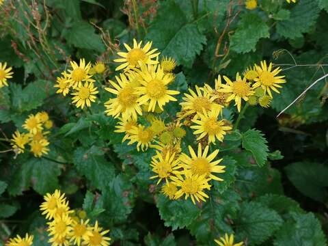 Image of Jacobaea alpina subsp. alpina