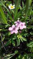 Image of Linum pubescens Banks & Solander