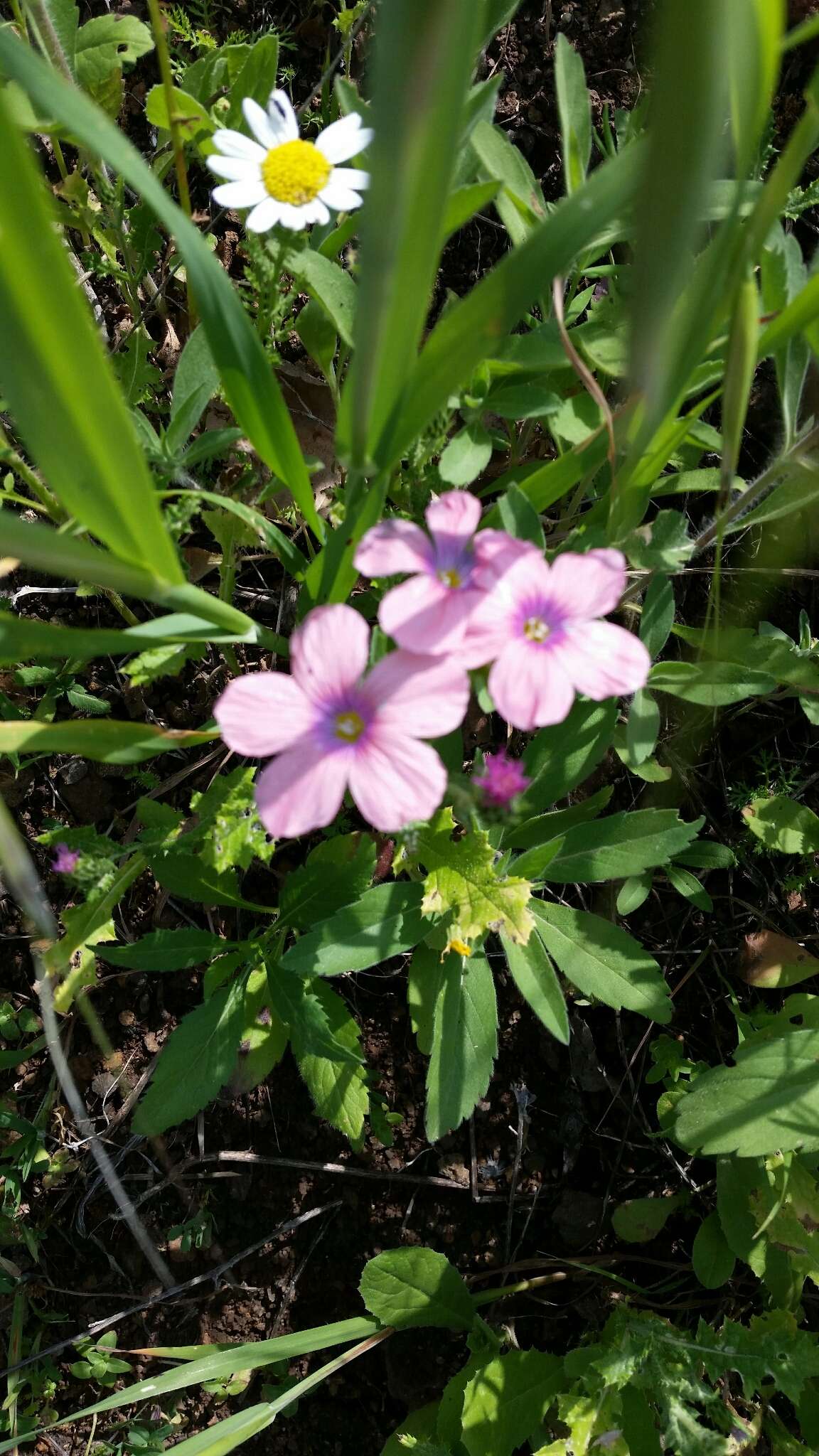 Image of Linum pubescens Banks & Solander