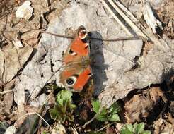 Image of Aglais io geisha (Stichel 1908)