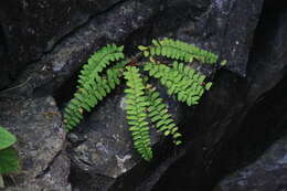 Plancia ëd Polystichum craspedosorum (Maxim.) Diels