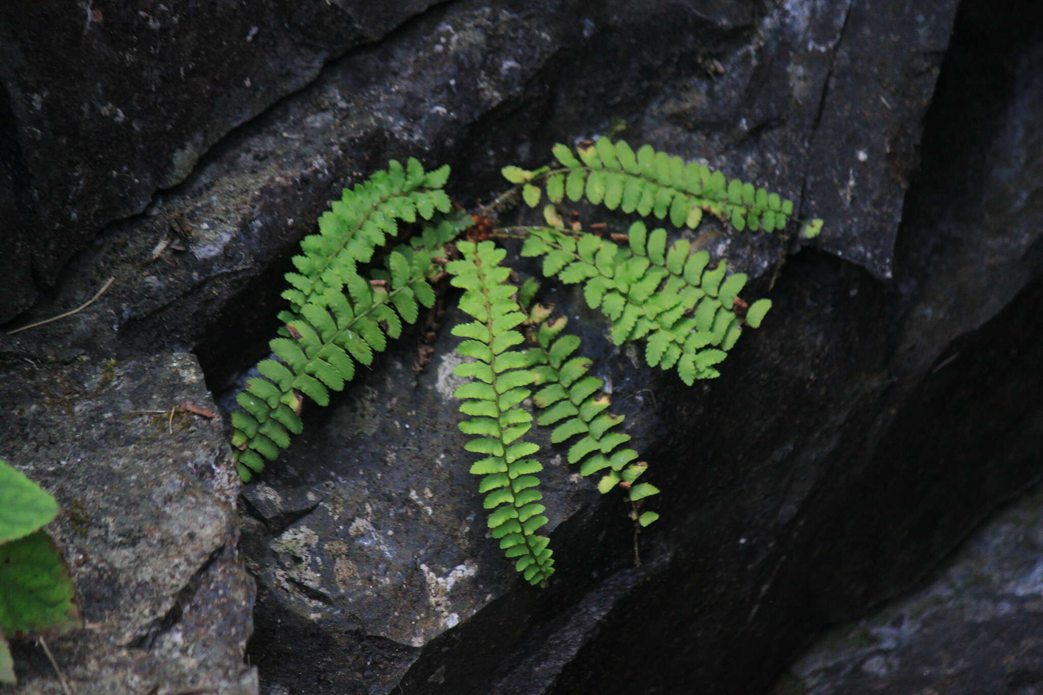 Plancia ëd Polystichum craspedosorum (Maxim.) Diels