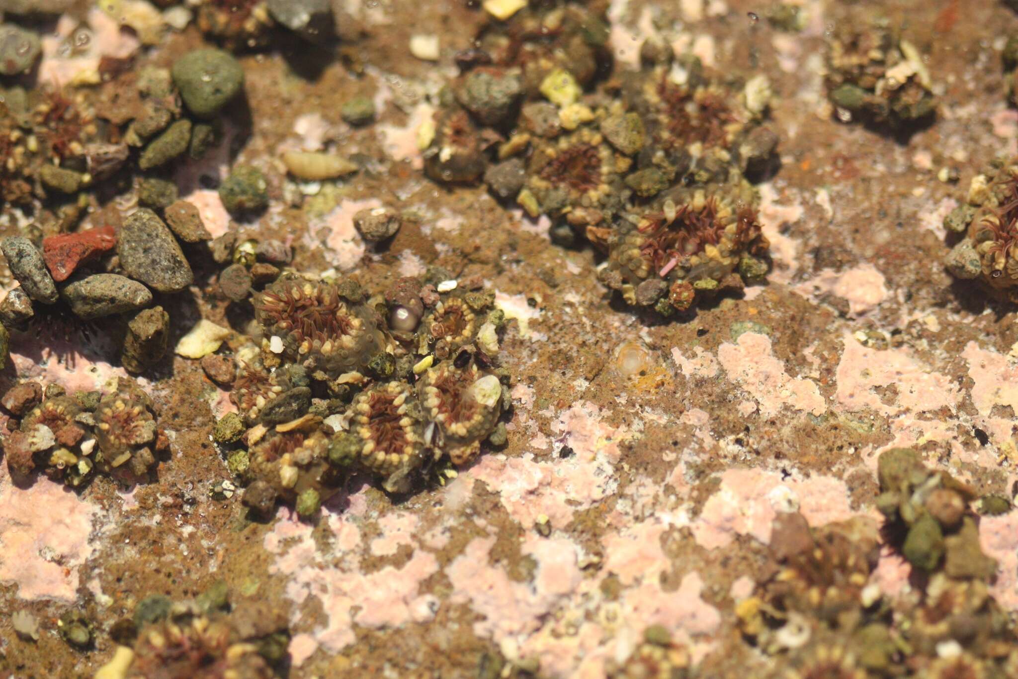 Image of Anthopleura mariscali Daly & Fautin 2004