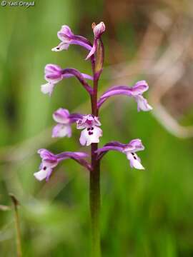 Image of Anacamptis israelitica (H. Baumann & Dafni) R. M. Bateman, Pridgeon & M. W. Chase