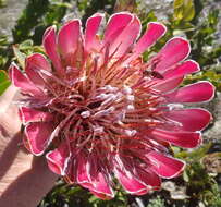 Image of Bot River protea