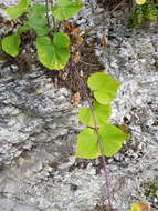 Image of Valeriana alliariifolia var. tiliifolia (Troitzk.) V. Avet.