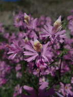 Image of Schizanthus hookeri Gill. ex R. Grah.