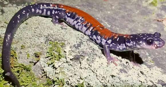 Image of Yonahlossee Salamander