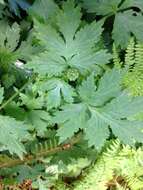 Image of Pacific waterleaf