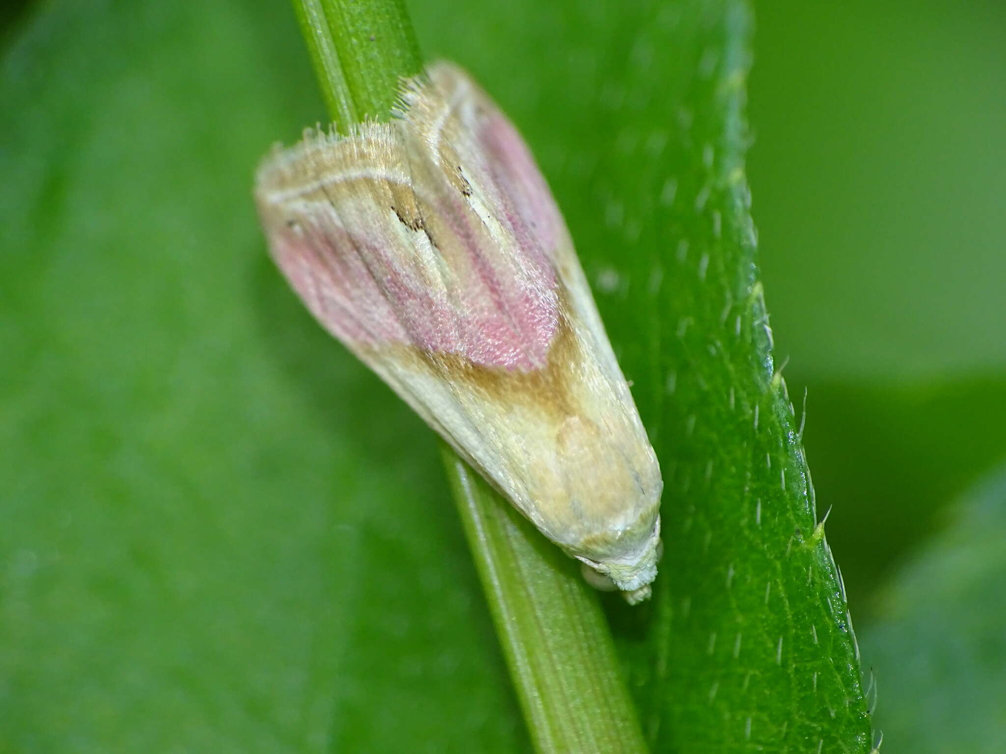 Image of <i>Eublemma cochylioides</i>