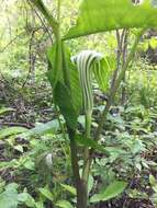 Image of Arisaema stewardsonii Britton