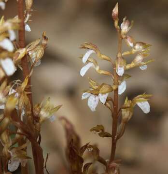 Image of Spring coralroot