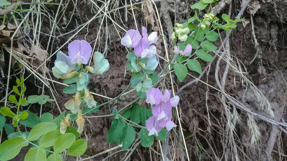 Lathyrus pauciflorus Fernald resmi