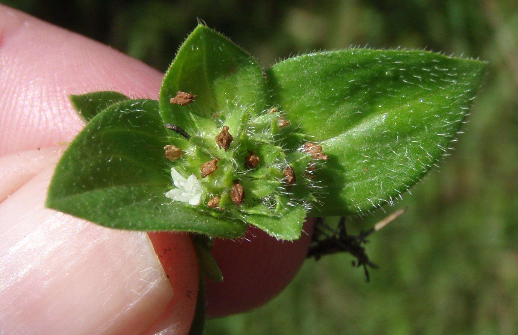 Image of tropical Mexican clover