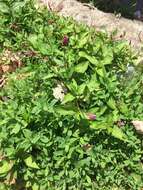 صورة Persicaria longiseta (De Bruyn) Kitagawa