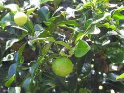 Image of Kaffir Lime