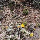 Image of Helichrysum subglomeratum Less.