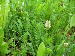 Image of Astragalus polygala