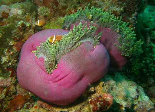 Image of Bulb-Tip Anemone